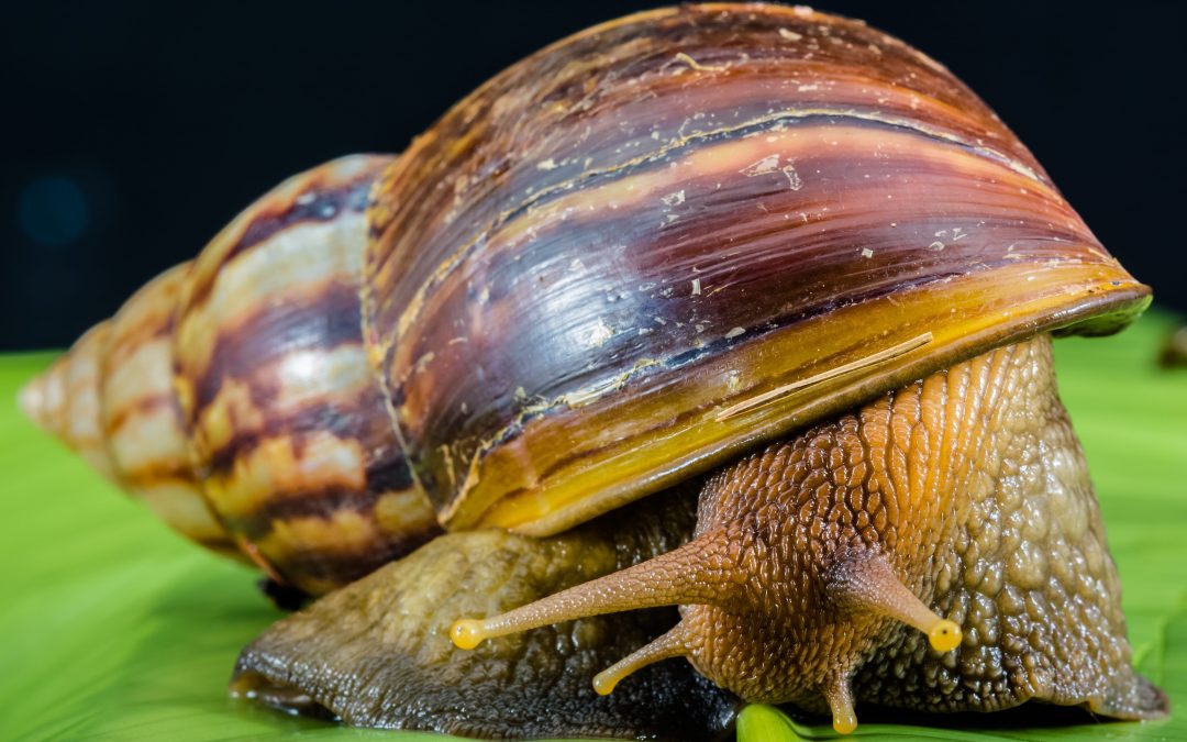 Let’s “Snail” Away- 5 Items to Help Clean Out Snails Properly