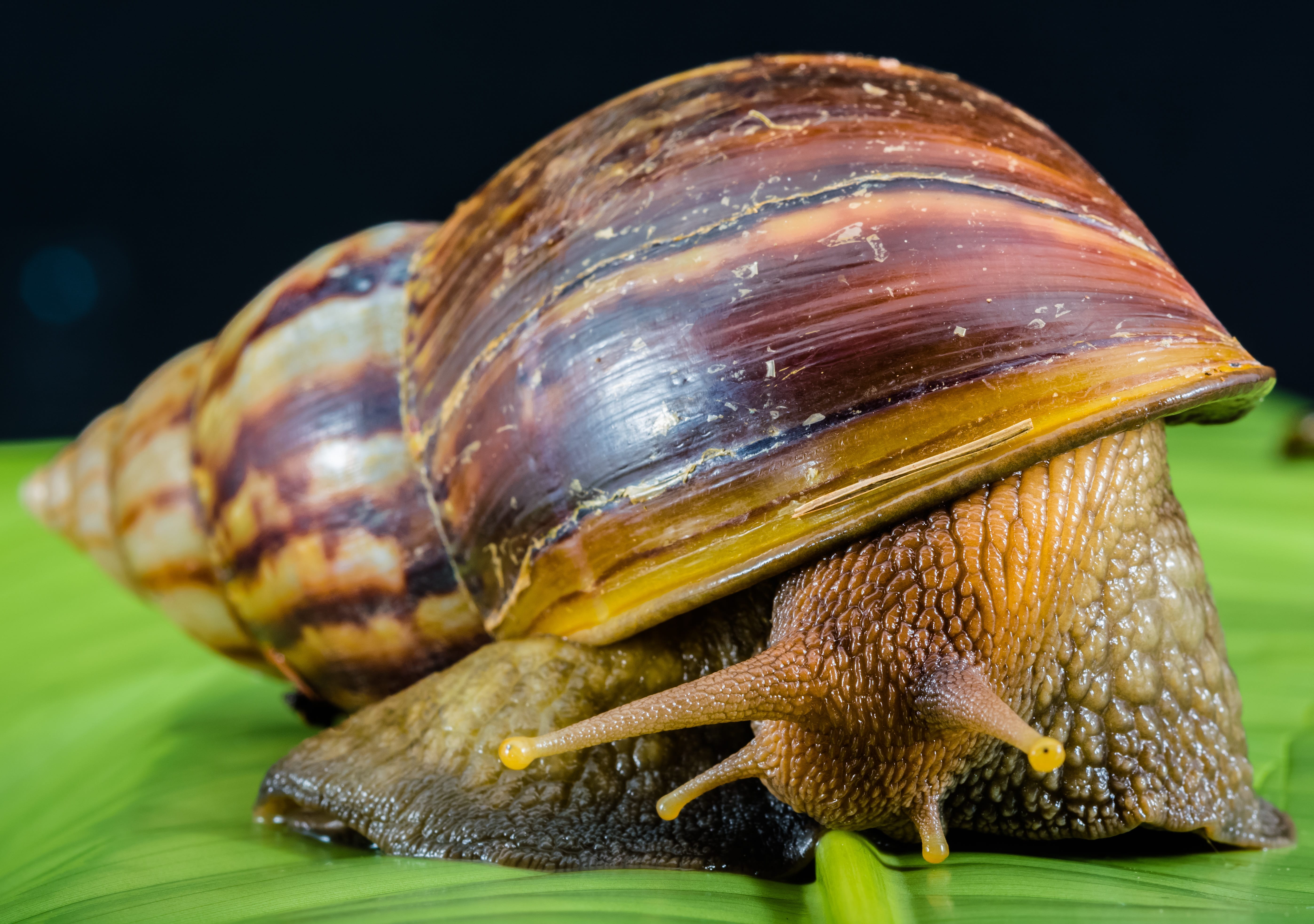 Let’s “Snail” Away- 5 Items to Help Clean Out Snails Properly - Morning ...